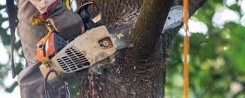 Best Tree Preservation Services  in South Taft, CA