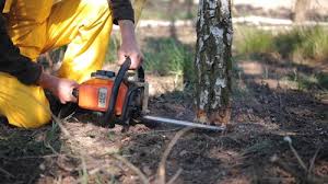Best Fruit Tree Pruning  in South Taft, CA