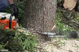 Reliable South Taft, CA Tree Services Solutions