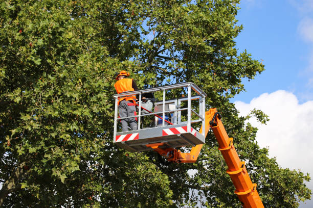 Best Tree Removal  in South Taft, CA