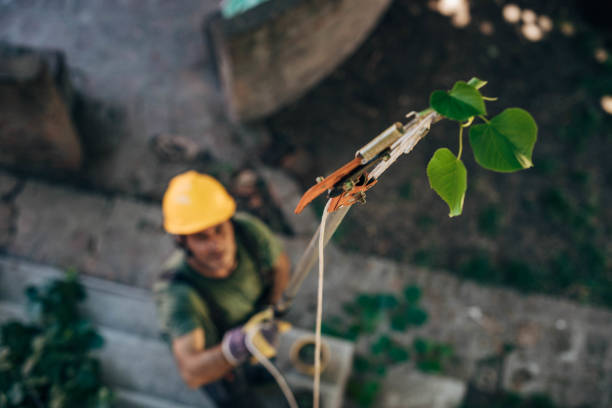 How Our Tree Care Process Works  in  South Taft, CA