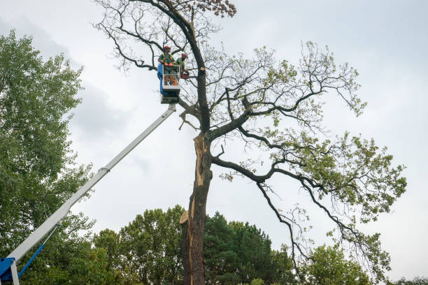 Best Palm Tree Trimming  in South Taft, CA