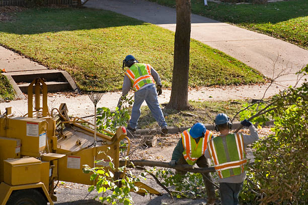  South Taft, CA Tree Services Pros