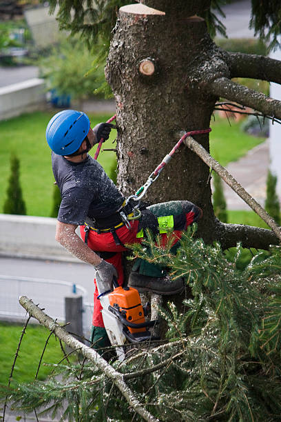 Best Lawn Grading and Leveling  in South Taft, CA