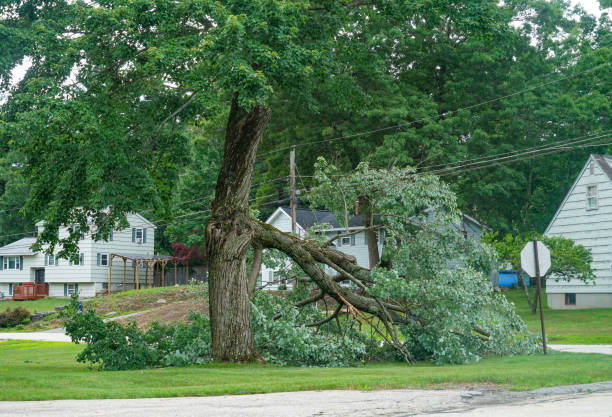 Best Tree Cabling and Bracing  in South Taft, CA