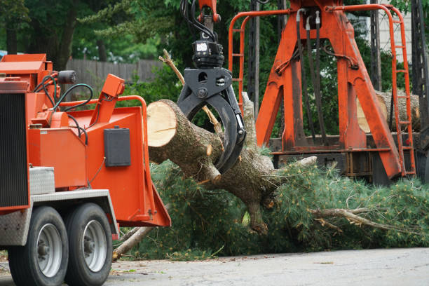 Best Stump Grinding and Removal  in South Taft, CA