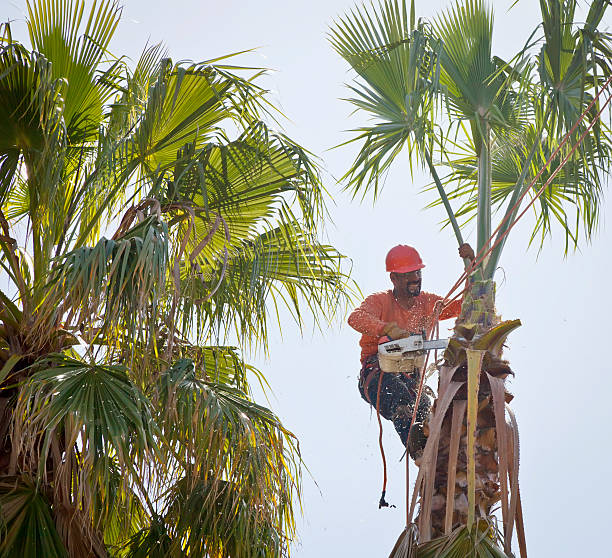 Best Tree and Shrub Care  in South Taft, CA